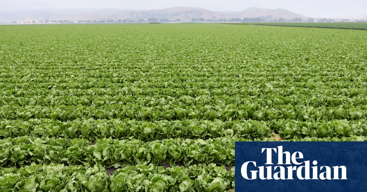 US lettuce prices wilt as costs for other goods remain stubbornly high